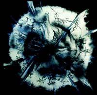 Tiburon : Tales of Malice